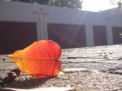 Single leaf