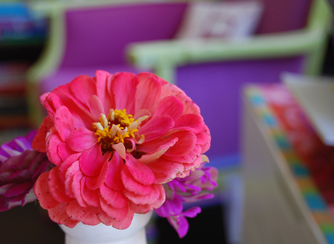 Zinnias