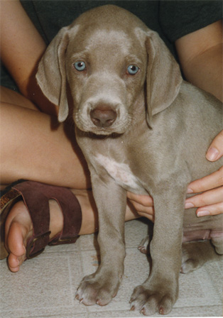 Jackson pup