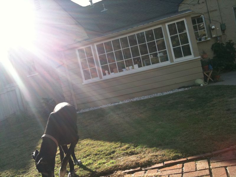 Lulu in the sun