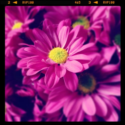 Farmer's market flowers for you