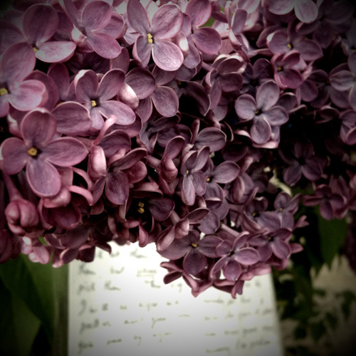 Lilacs