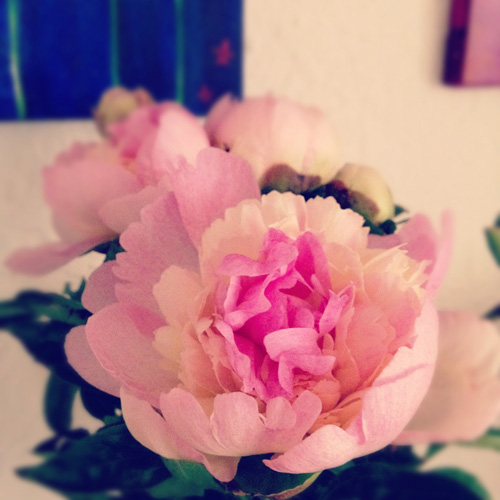 Peony1 ct IMG_1010