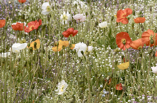Nichole's poppies
