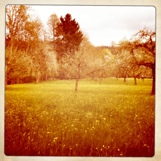 Tinted meadow