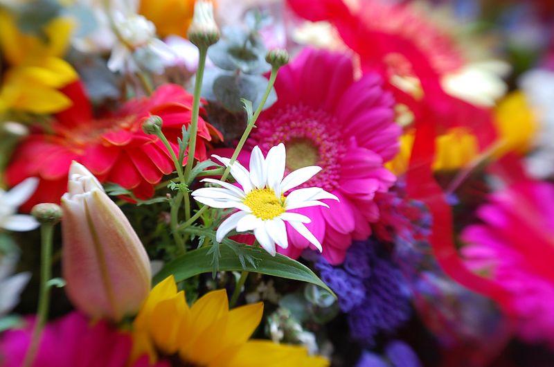 Flowers 3