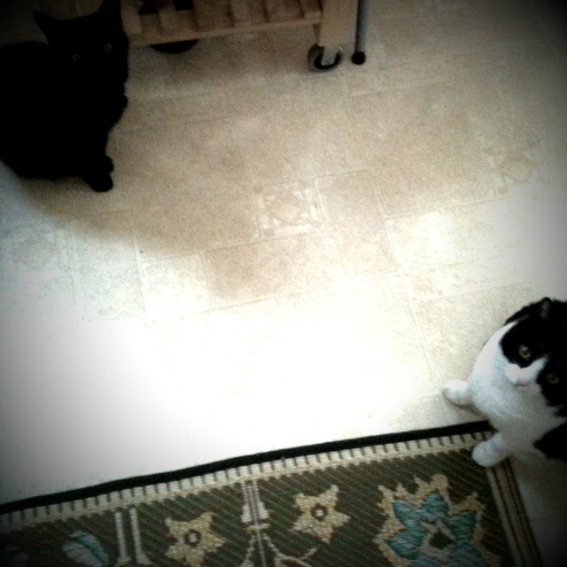 Kitties waiting
