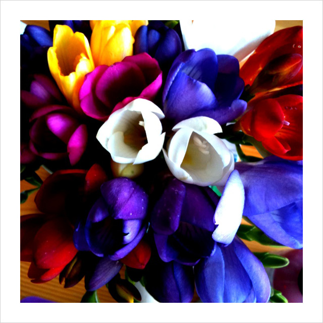 Freesia