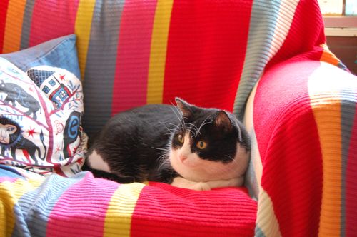 Garbs in the chair