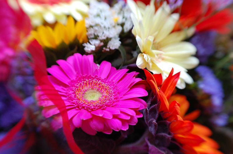 Flowers 2