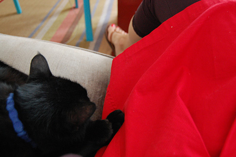 Cat on my lap