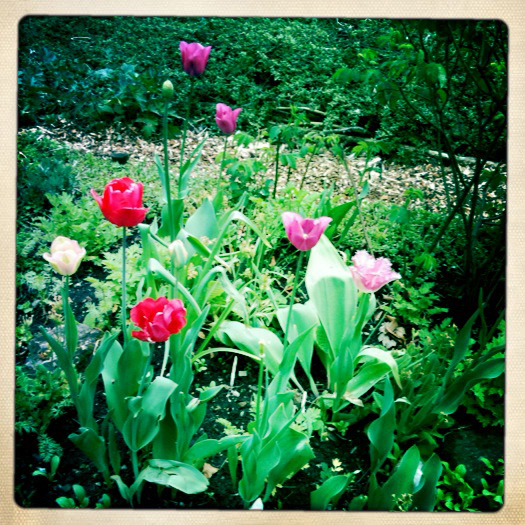 Tulips