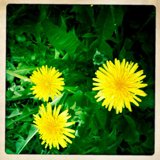 Dandelion