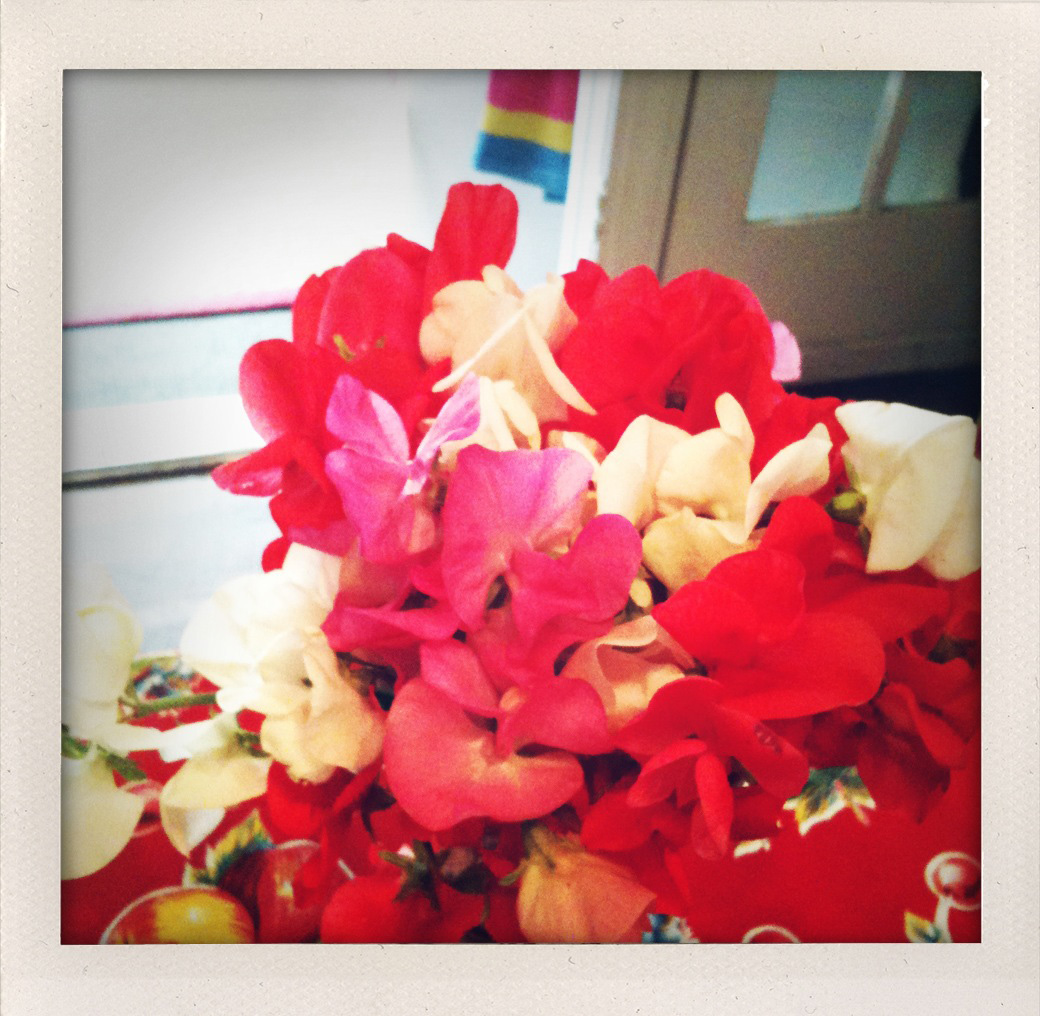 Sweet pea2