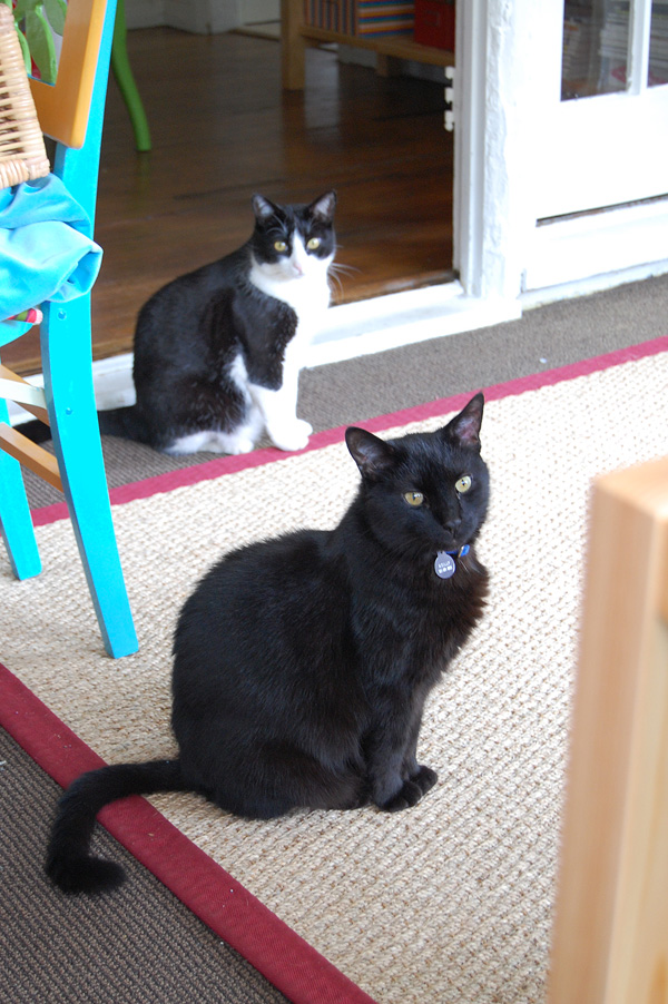 The kitties 2