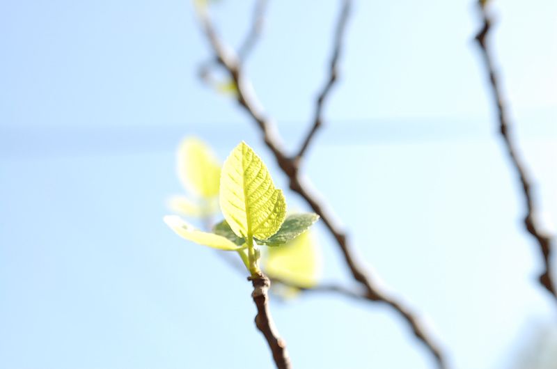 Fig tree