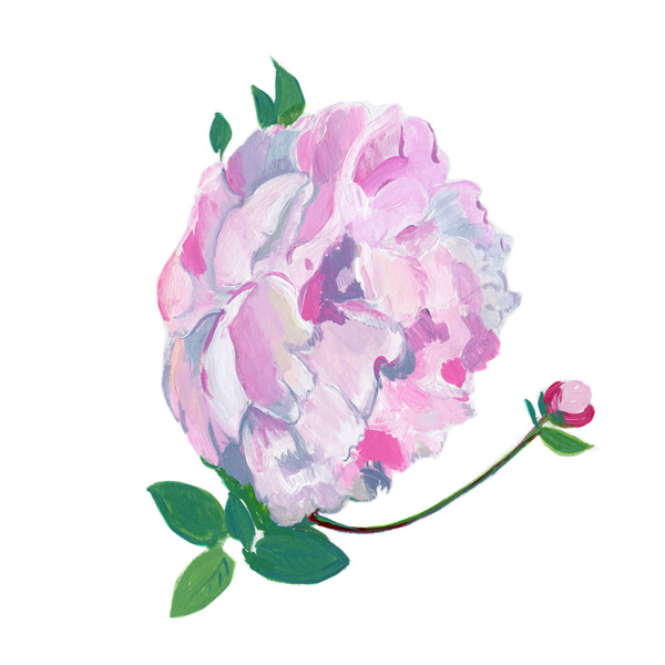 Pink peony