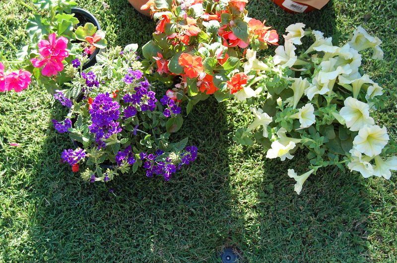 Garden3