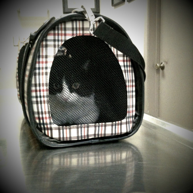 Garbo at vet