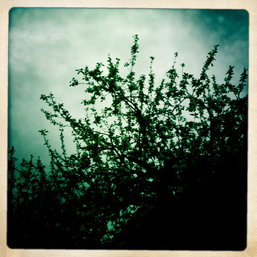 Apple blossoms 2