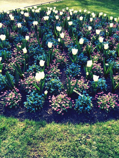 Tulips