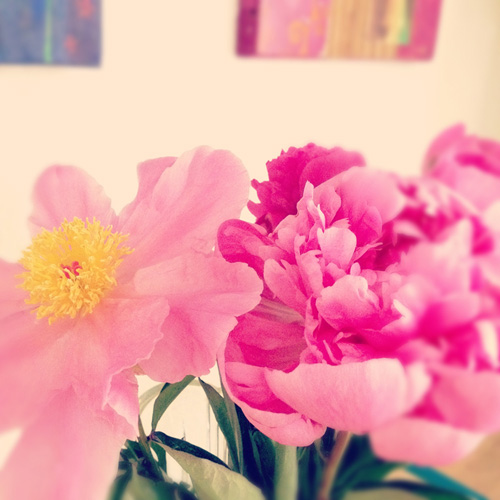 Peony2 ct IMG_1079