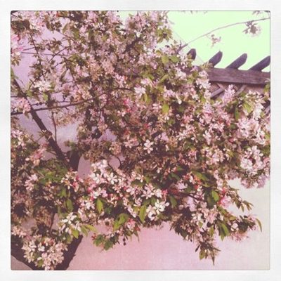 springtime in California & lemonade