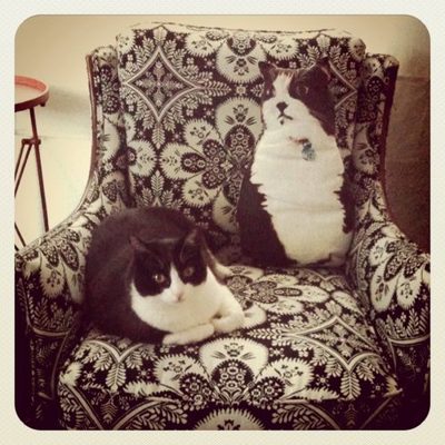 is it a pillow or a cat?