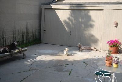 saying goodbye to Tank