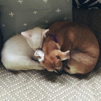 kittens are staying!!