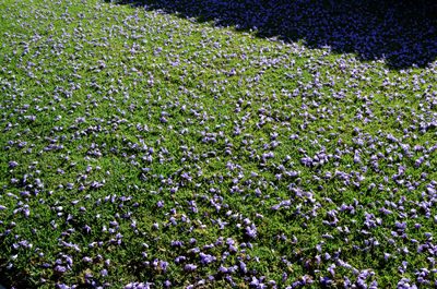 jacarandas blooming