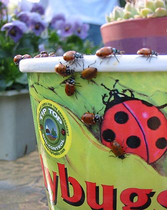 be free lady bugs, be free!