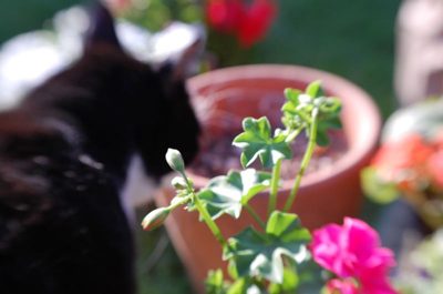 a little impromptu gardening