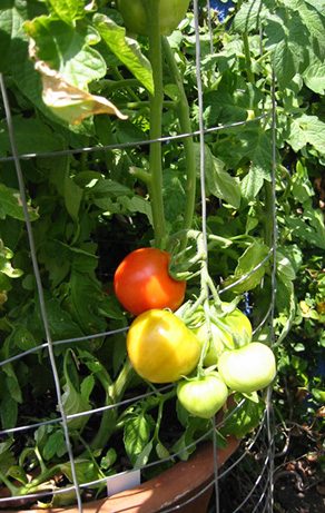 Inspired by Vegetable Gardens, who knew?