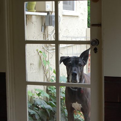 saying goodbye to our Lulu girl
