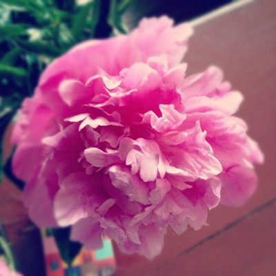 peony time