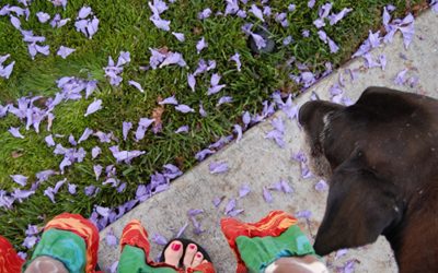 jacarandas blooming