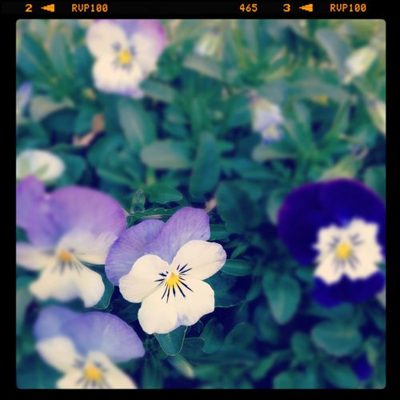 dear blog ~ have I left you for Instagram?