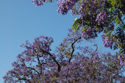 jacarandas blooming