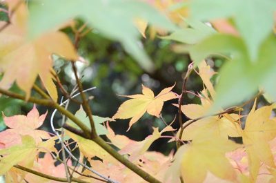 colors of Ashland