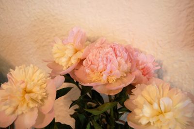 pretty peonies