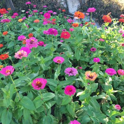 zinnia garden