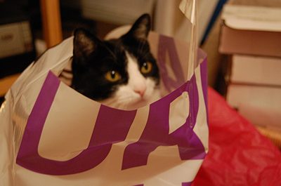 and I live with a bag lady