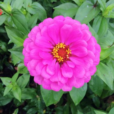 zinnia garden