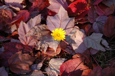 colors of Ashland