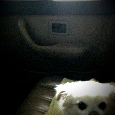 saying goodbye to Tank